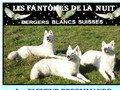 Les bergers blancs des fantômes de la nuit
