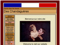 Sharpei des chandagueres