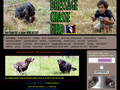 Dressage Chasse Field