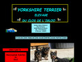 les yorkshire du Clos de l’Igloo