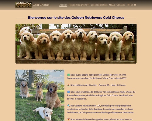 Golden Retriever Gold Chorus