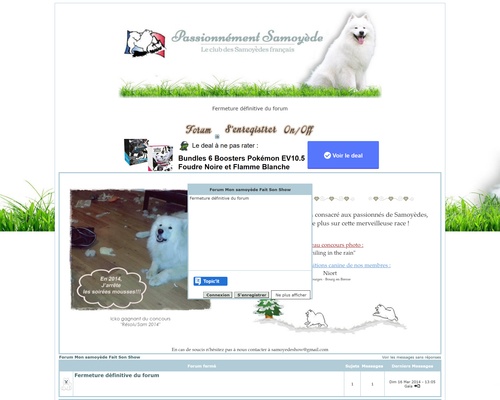 Mon Samoyède Fait Son Show