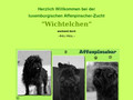 Affenpinscher “Wichtelchen”
