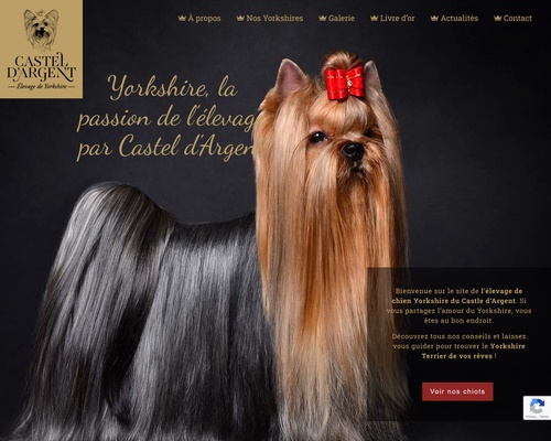 Yorkshire Terrier du Castel D’Argent
