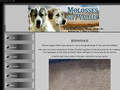 molosses des 7 vallées – bergers d’asie centrale
