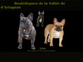 Bouledogues de la Vallée de d’Artagnan