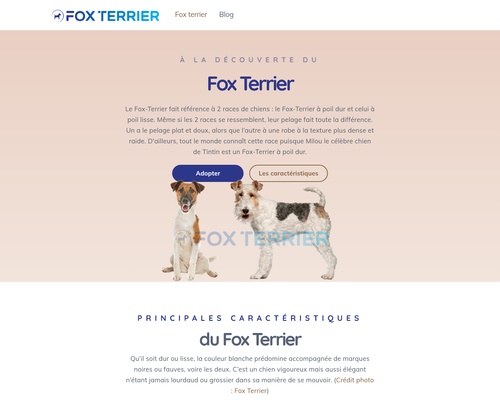 Fox Terrier : Tout savoir sur cette race de chien