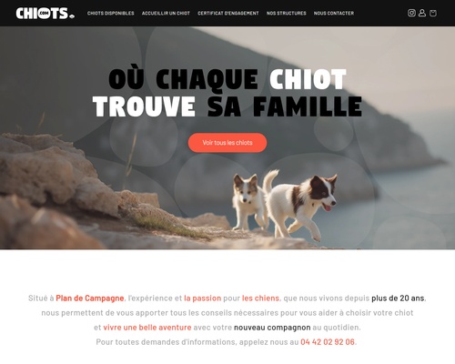 Comment bien acheter son chiot, son chien, en Provence