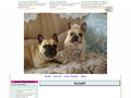 bouledogues francais