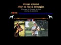 Elevage de chiots beaucerons noir et feu et arlequin