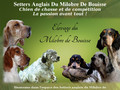 Setter anglais du Milobre De Bouisse