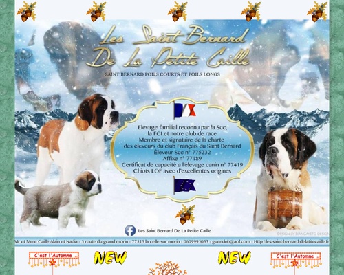Les Saint Bernard De La Petite Caille