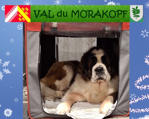 L’élevage du Val du Morakopf
