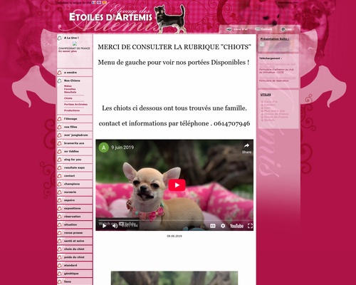Elevage de Chihuahuas Des Etoiles d’Artemis